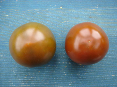 kumato2.jpg