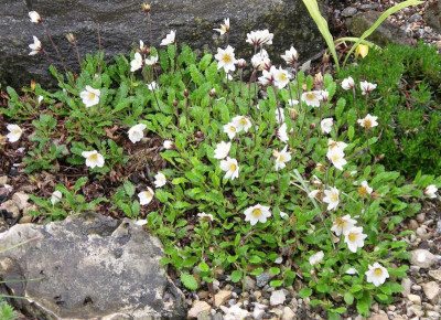Dryas caucasica 11.05.20.JPG