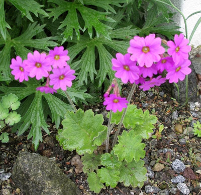 Primula kisoana 11.05.20.JPG