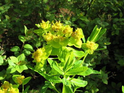 E palustris Teich.JPG