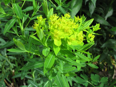 E Palustris Gewächshaus.JPG