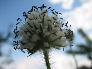 Thapsus_pilosus_Blute.jpg