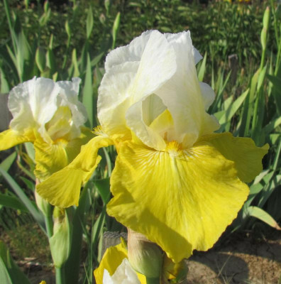 TB Tulip Festival.JPG