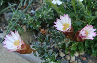 Helichrysum retortoides20.jpg