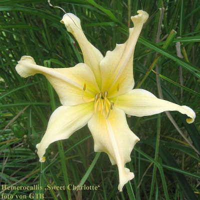 Sweet_Charlotte_7443_r11.jpg