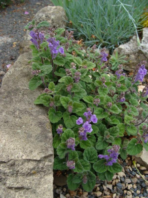Scutellaria japonica20.jpg