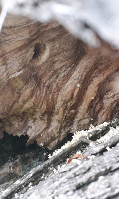 rps20200512_180919.jpg