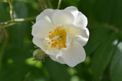 iris, rosenblüten 015.JPG