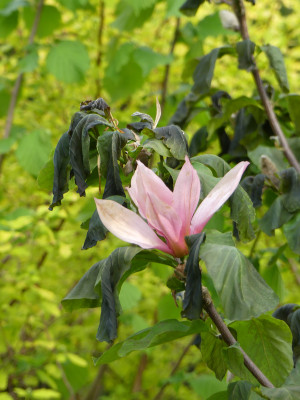2020-05-12 Magnolia 'Blushing Belle'.jpg