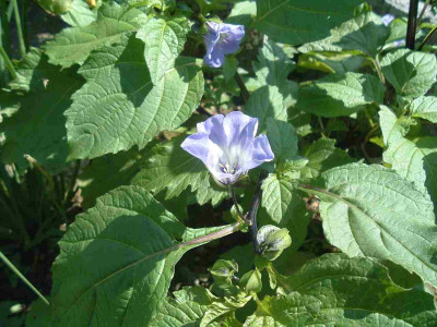 Kopie_vonDSCF2physalis.JPG