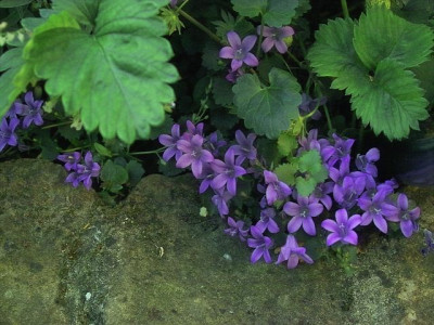 k-Campanula.jpg