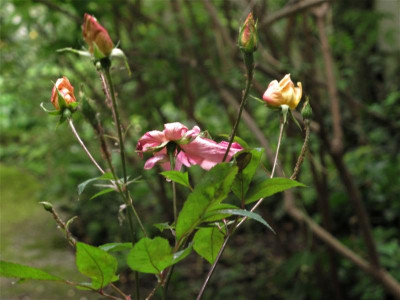 mutabilis.JPG