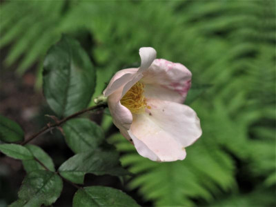mutabilis1.JPG