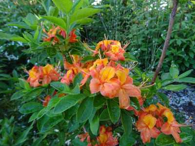 Rhododendron calendulaceum Mai 2020.JPG