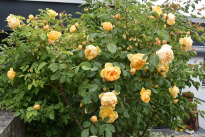 rosenblüte 20 005.JPG