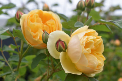 rosenblüte 20 008.JPG