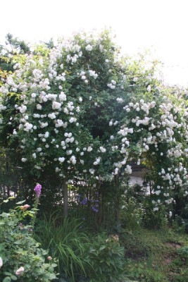felicite_perpetue_garten06_590.jpg