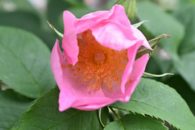 rosenblüte 20 002.JPG