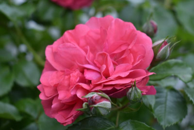rosenblüte 20 013.JPG