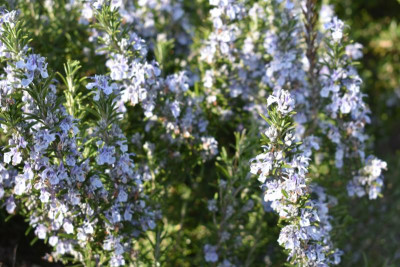 scilla 027.JPG