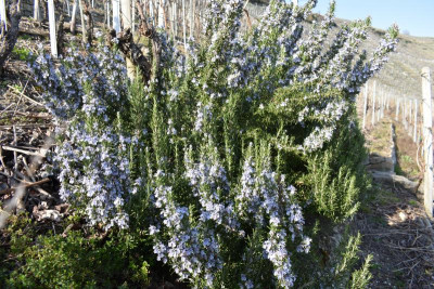 scilla 026.JPG