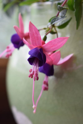 Fuchsie Lambada 001.JPG
