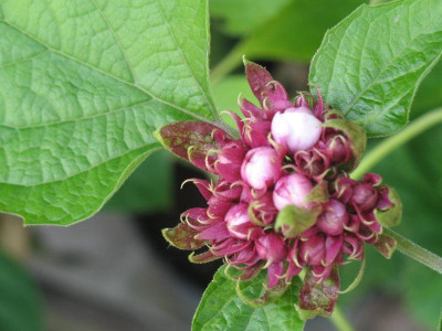 IMG_2330a.jpg_Clerodendrum_fragrans.jpg