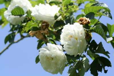 alba_maxima_IMG_4725.jpg