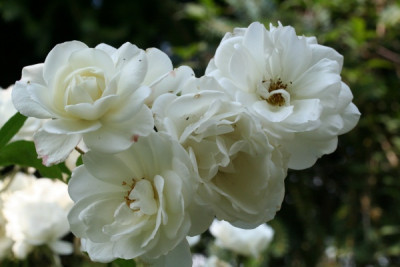 schneewittchen_IMG_6518.jpg
