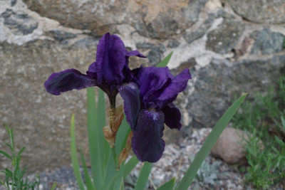 IMGP4329.JPG