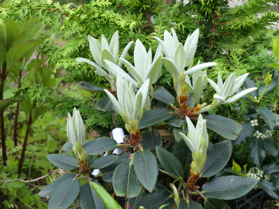 2020-05-13 Rhododendron pachysanthum 'Crosswater'.jpg