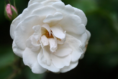 katharina_zeimet_rose_neben_souvenir_de_la_malmaison_IMG_5867.jpg