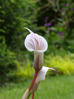 2020-05-13 Arisaema candidissimum.jpg