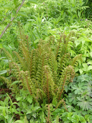 2020-05-13 Farne Polystichum setiferum 'Bevis'.jpg