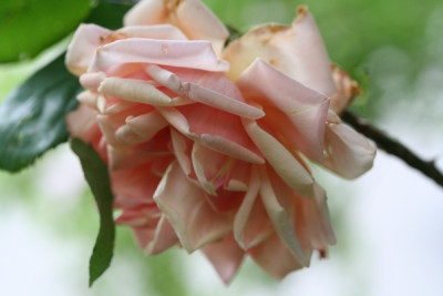 paul_lede_rose_l_8.jpg