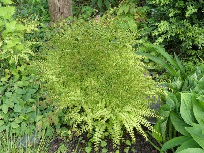2020-05-12 Farne Adiantum pedatum 'Miss Sharples'.jpg