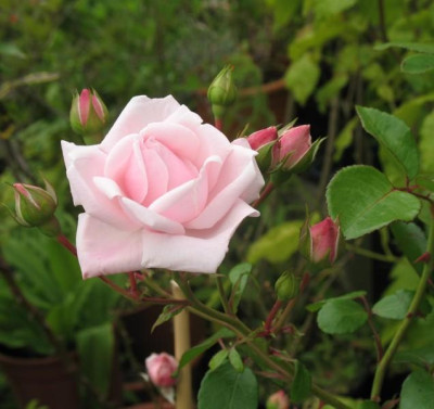 IMG_2402a.jpg_New_Dawn.jpg