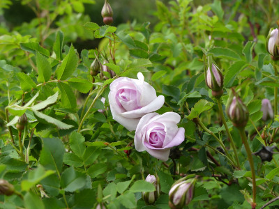 2020-05-13 Rosen 'Dredner Barock'.jpg