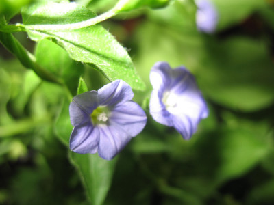 IMG_2606a.jpg_Convolvulus_siculus.jpg
