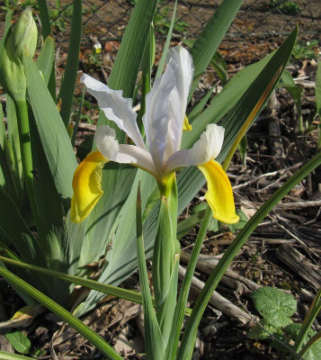 IMG_9793_Iris_13Mai2020_.jpg