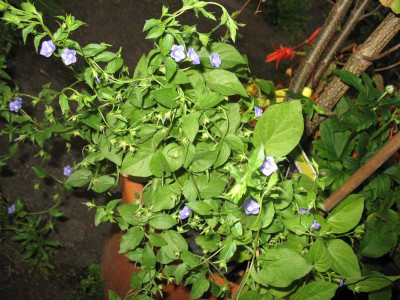 IMG_2604d.jpg_Convolvulus_siculus.jpg