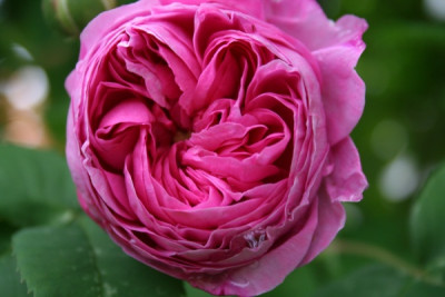 Prince_Napoleon_garten06_032.jpg