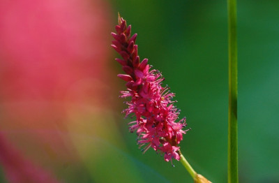 Persicaria_rot__2_04-08-2007.jpg