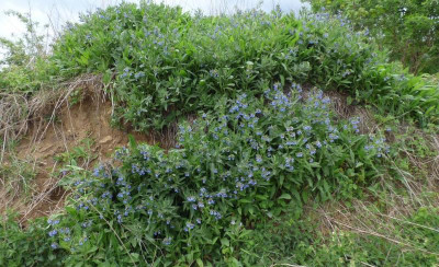 Symphytum azureum.jpg