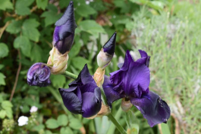 iris dark blue 003.JPG