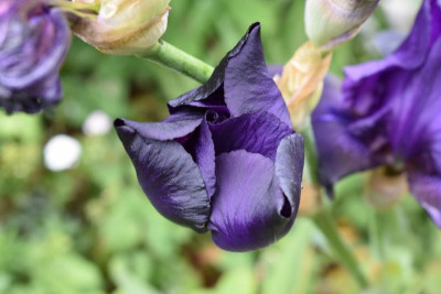 iris dark blue 005.JPG
