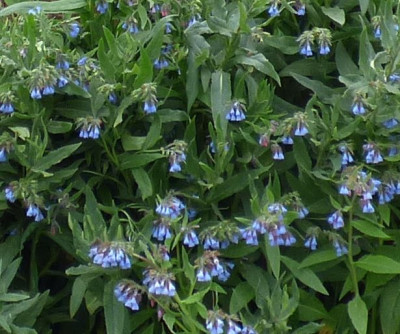 Symphytum azureum-aus.jpg