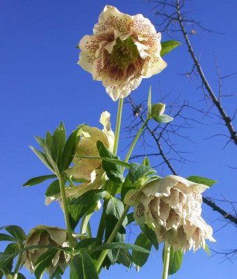 HellebAshw1.1-04002.jpg