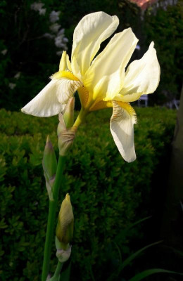 Iris barbata.jpg
