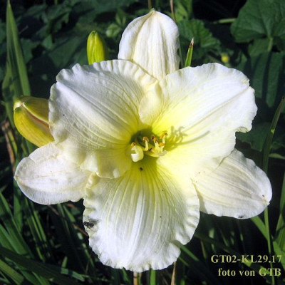 GT02-KL29.17_Fairy_Tale_Pink_X_GT00-KR13.9_Tobb._x_Welfo_Wh._D._74921.jpg